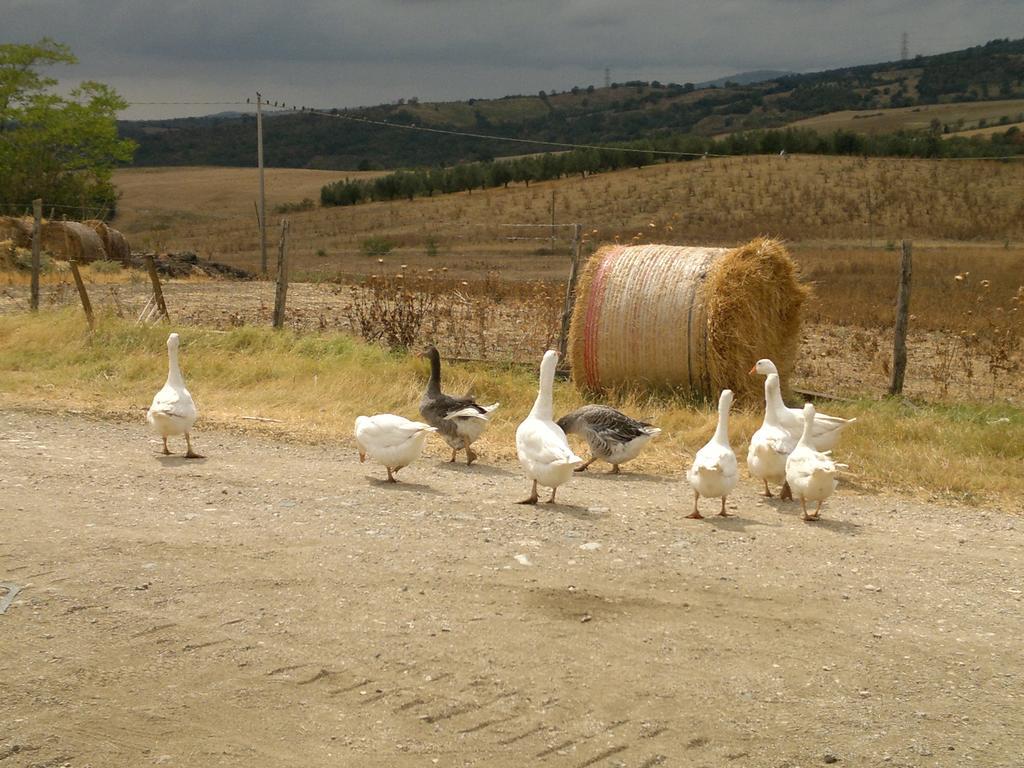 Poggio Mario Villa Saturnia Dış mekan fotoğraf